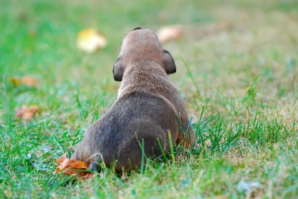 Chiot Race Mixte Trois Semaines Sur Une Herbe Automne Image — Photo