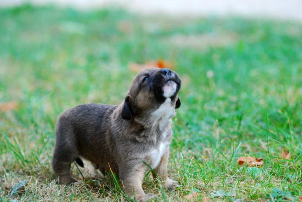 잔디에 혼합된 강아지 이미지 — 스톡 사진