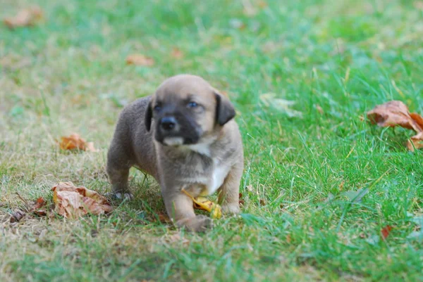 Cachorro Raça Mista Três Semanas Uma Grama Outono Imagem — Fotografia de Stock