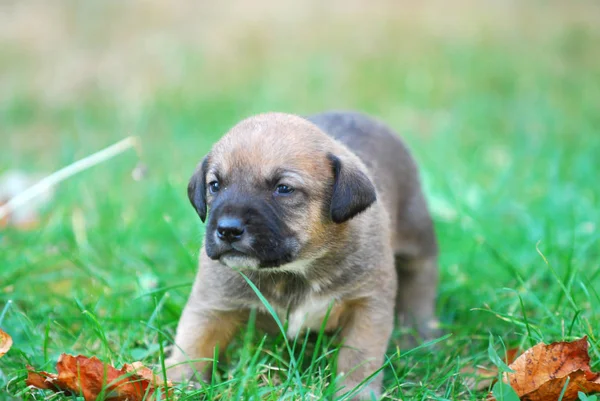 Cachorro Raça Mista Três Semanas Uma Grama Outono Imagem — Fotografia de Stock