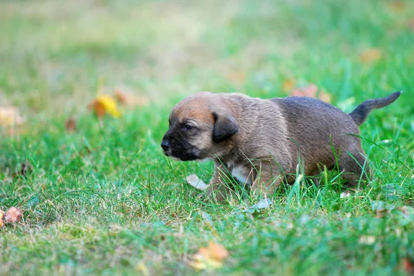 Drei Wochen Mischlingswelpe Auf Einem Gras Herbst Bild — Stockfoto