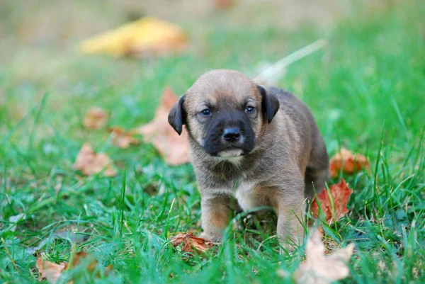 Three Weeks Mixed Breed Puppy Grass Autumn Image — Stock Photo, Image