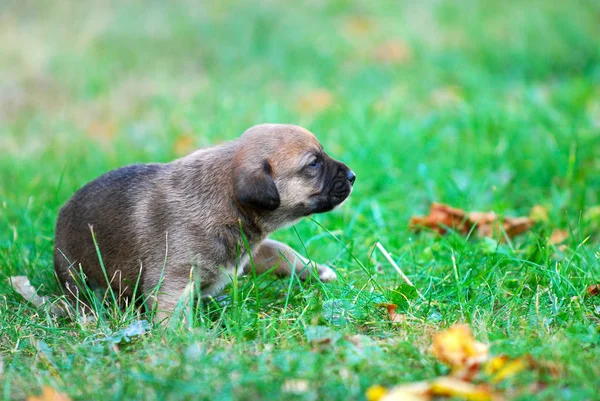 秋の草に混合された品種子犬画像します — ストック写真