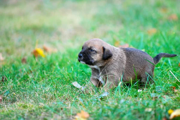 Drie Weken Kruising Pup Een Gras Herfst Image — Stockfoto