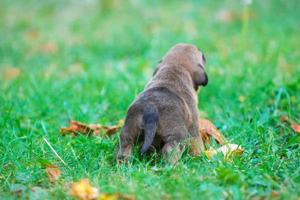 秋の草に混合された品種子犬画像します — ストック写真