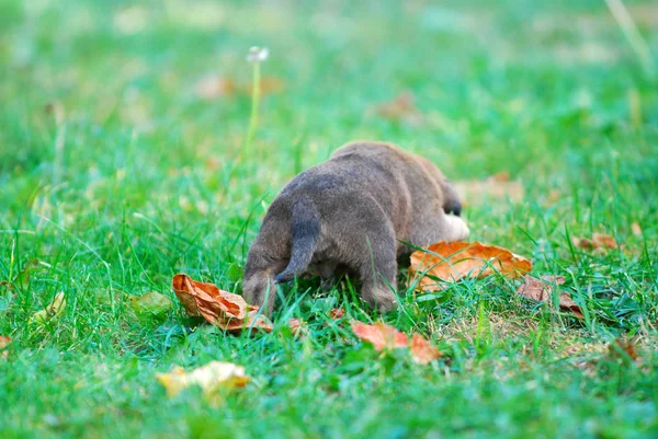 Cachorro Raça Mista Três Semanas Uma Grama Outono Imagem — Fotografia de Stock