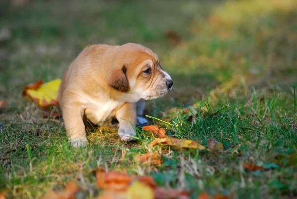 秋の草に混合された品種子犬画像します — ストック写真