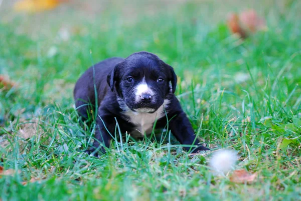 Cachorro Raça Mista Três Semanas Uma Grama Outono Imagem — Fotografia de Stock