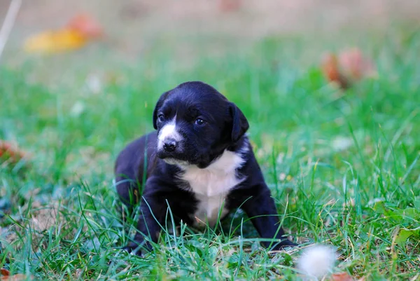 秋の草に混合された品種子犬画像します — ストック写真