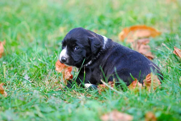 잔디에 혼합된 강아지 이미지 — 스톡 사진