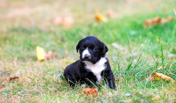 Cachorro Raça Mista Três Semanas Uma Grama Outono Imagem — Fotografia de Stock