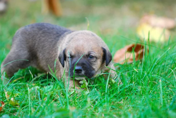 Tres Semanas Raza Mixta Cachorro Una Hierba Otoño Imagen — Foto de Stock