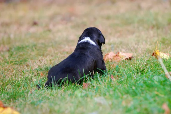 Chiot Race Mixte Trois Semaines Sur Une Herbe Automne Image — Photo