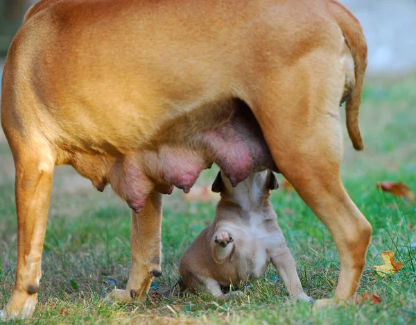 Amstaff Mother Dog Breast Feeding Her Puppy Image — Stock Photo, Image