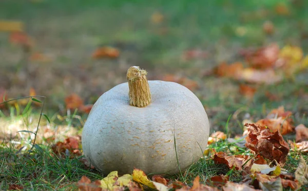 Pumpkin on a grass with fall leaves, — Stock Photo, Image