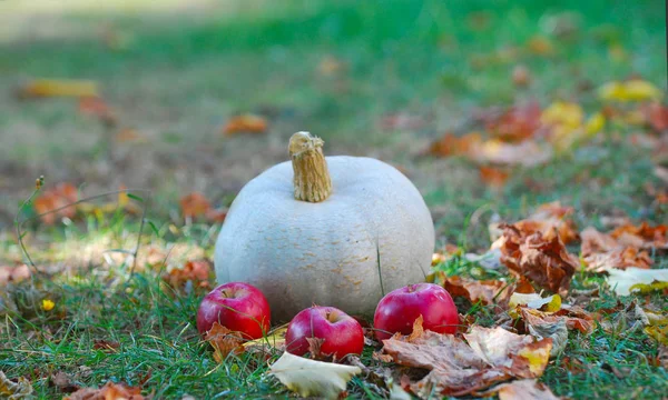 Dýně a podzimní fruiis na trávě s podzim listí — Stock fotografie