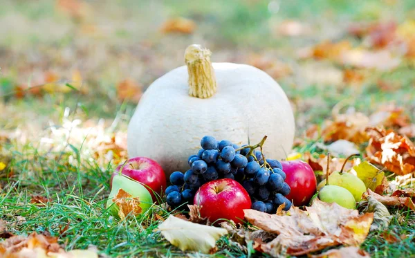 Dýně a podzimní fruiis na trávě s podzim listí — Stock fotografie