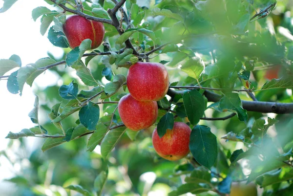 Zralé jablíčko řady pro sklizeň — Stock fotografie