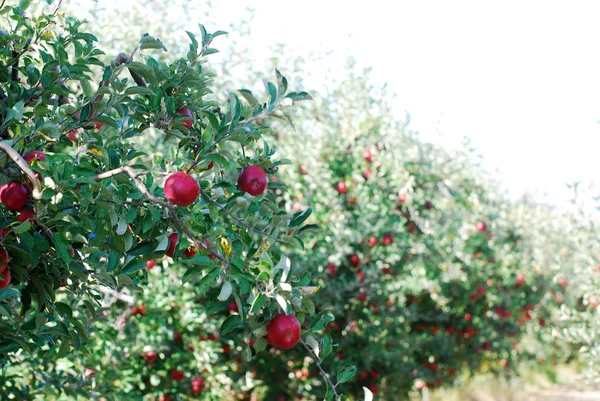 収穫のための熟したアップル レディー — ストック写真