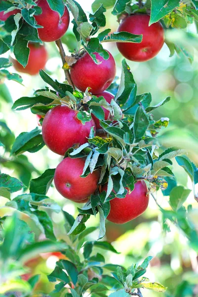 Compota de maçã madura para colheita — Fotografia de Stock
