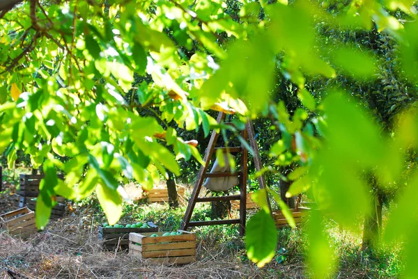 Escalera en un huerto de manzanas listo para cosechar — Foto de Stock