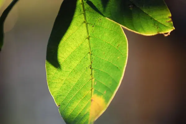 Luz de la mañana en una hoja de nuez en otoño — Foto de Stock