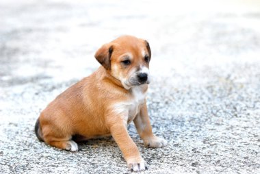 bir beton zemin üzerine sevimli köpek resim