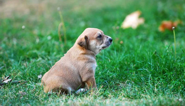 Şirin Karışık Doğurmak Köpek Yavrusu Bir Çim Üzerinde Görüntü — Stok fotoğraf
