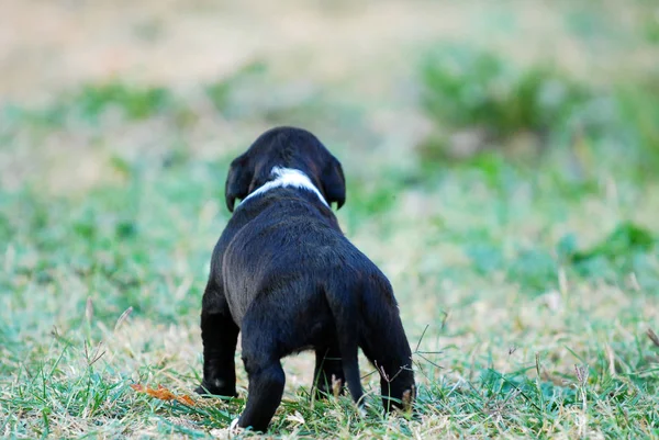 可爱的混合品种的小狗在草地上 — 图库照片