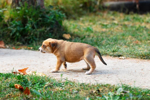 かわいい混合された品種子犬の画像を歩いて — ストック写真