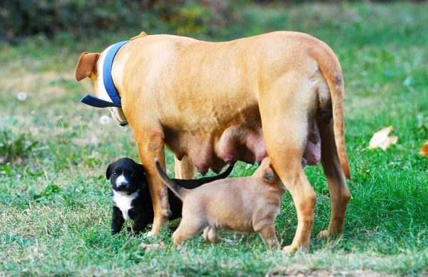 Amstaff 강아지의 이미지는 — 스톡 사진