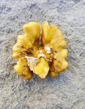 top bir ceviz çekirdek, görüntü görünümünü bir