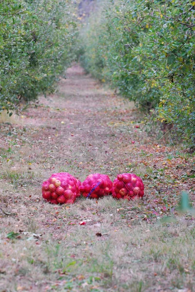 Manzanas Maduras Siendo Recogidas Listas Para Ser Transportadas Una Planta — Foto de Stock