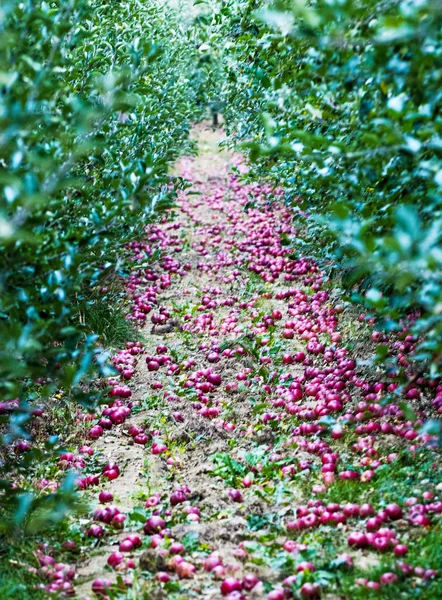 Manzanas maduras caídas en el suelo de un huerto de manzanas — Foto de Stock