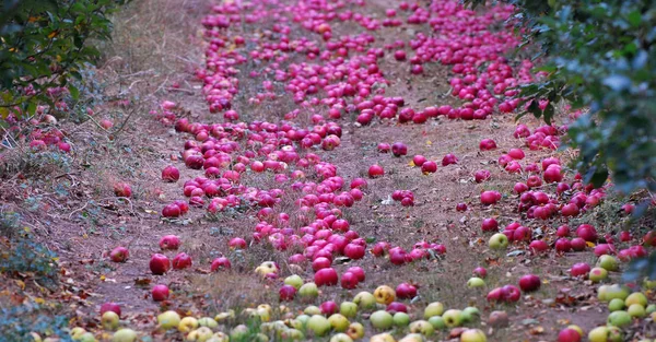 Ώριμα μήλα πεσμένα σε ένα έδαφος του ένας οπωρώνας μηλιάς — Φωτογραφία Αρχείου