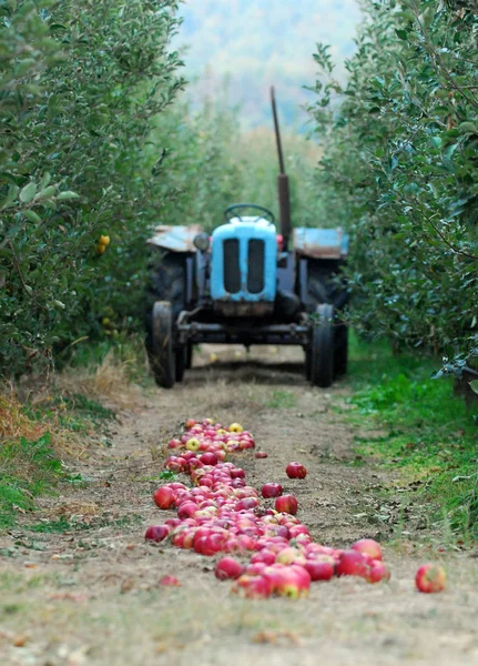 Tracteur vintage et pommes mûres tombées sur un terrain de verger de pommes — Photo