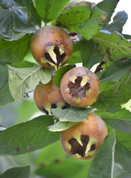 Médlar Commun Mespilus Germanica Sur Arbre — Photo