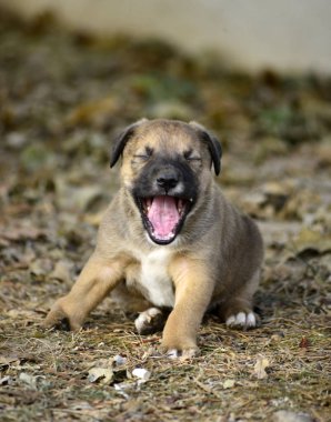 deformite ön sağ ayağı görüntüsünü Tarih ile şirin karışık doğurmak köpek yavrusu