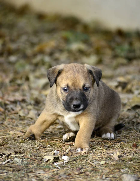 フロント右脚のイメージの変形を持つかわいい雑種子犬 — ストック写真