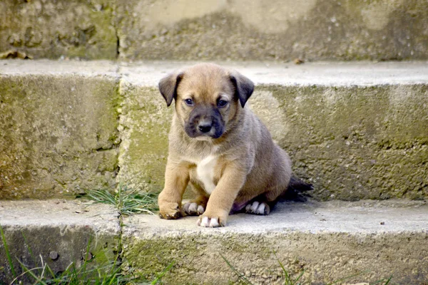 Lindo Cachorro Raza Mixta Con Deformidad Pierna Delantera Derecha Imagen —  Fotos de Stock