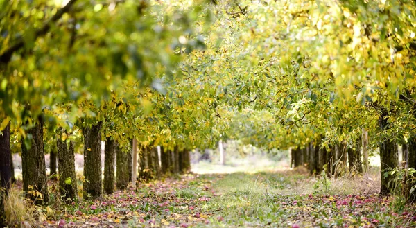 Ripe Apples Orchard Autumn Image — Stock Photo, Image