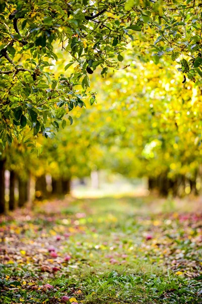 Ripe Apples Orchard Autumn Image — Stock Photo, Image