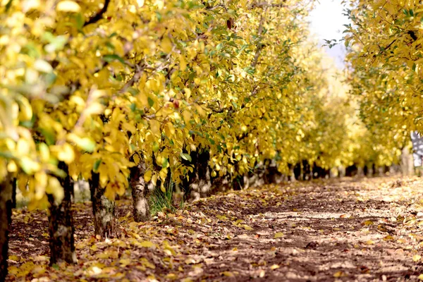 Ripe Apples Orchard Autumn Image — Stock Photo, Image