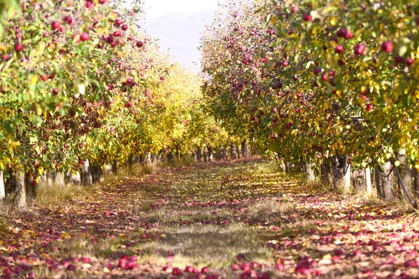 Ripe Apples Orchard Autumn Image — Stock Photo, Image