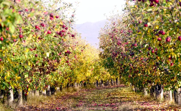 Ώριμα Μήλα Ένα Οπωρώνα Φθινόπωρο Εικόνα Του Ένα — Φωτογραφία Αρχείου