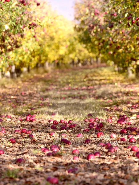 Стиглі Яблука Саду Восени Зображення — стокове фото
