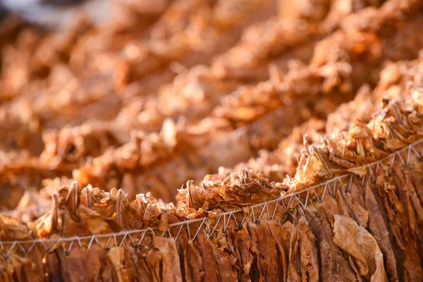 Tobacco Leaves Druing Shed Shallow Dof Image — Stock Photo, Image