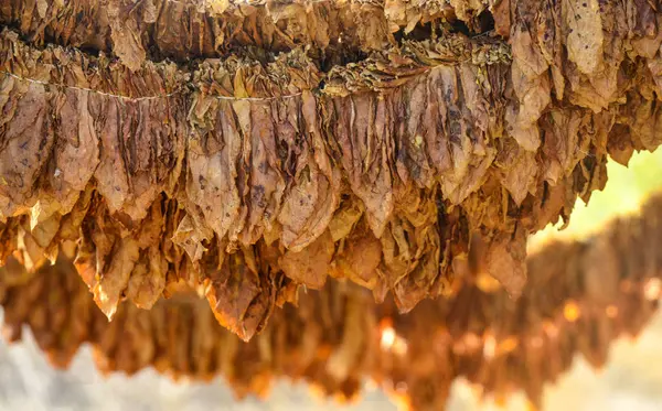 Folhas Tabaco Druing Galpão Dof Raso Imagem — Fotografia de Stock