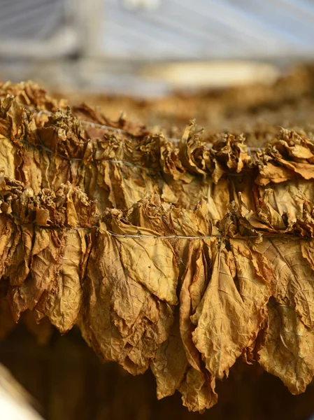 Tobacco Leaves Druing Shed Shallow Dof Image — Stock Photo, Image