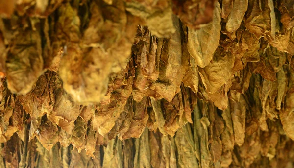 Табак Листья Друинг Сарае Мелкий Dof Изображение — стоковое фото